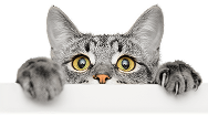 Pet companion